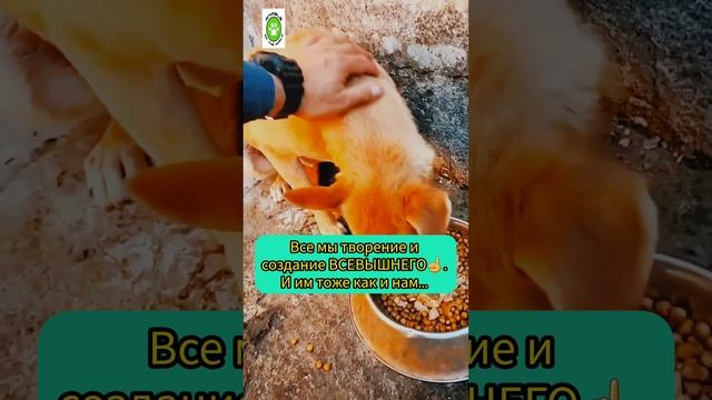 Помощь животным. #shorts #animalsrescue #dog #puppies #trendingshorts смотреть онлайн