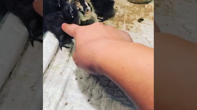 цыплята. 3 дня смотреть онлайн