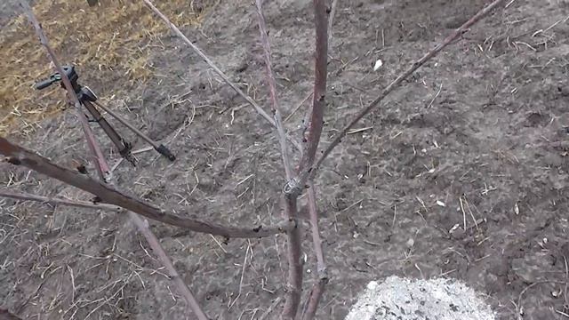 Весенняя обрезка черешни.Март 2017. смотреть онлайн