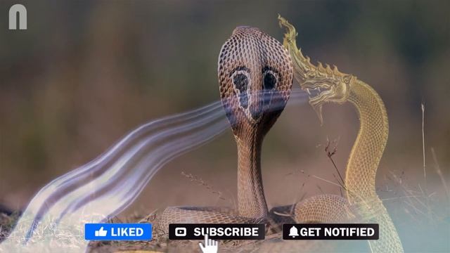 Snake Sound Effect Loud смотреть онлайн