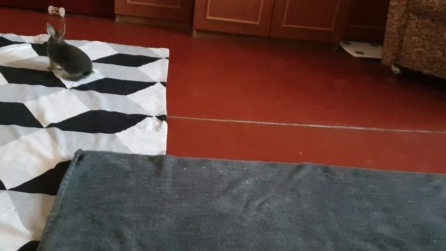 КРОЛИК будит ранним утром | MORNING MOOD смотреть онлайн