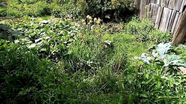 Рекордный Урожай Огурцов 🥒 смотреть онлайн