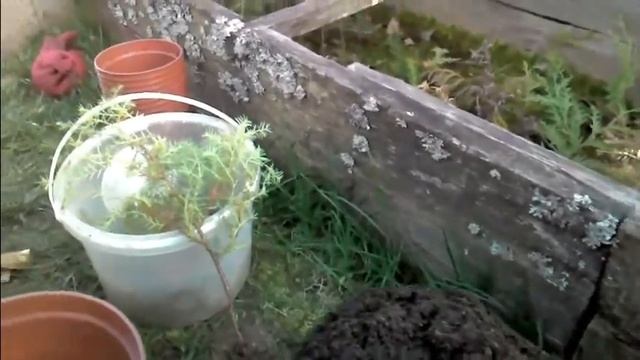 Туя западная. Пересадка из парника в контейнер. смотреть онлайн