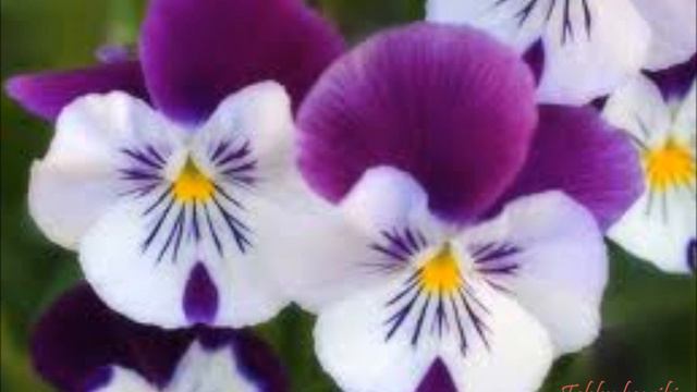 Kiritimati aban neiei (Kiribati song) смотреть онлайн