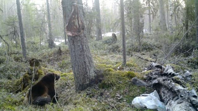 Росомаха уничтожает, весна 2020 смотреть онлайн