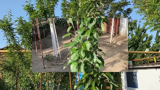 Колоновидная яблоня. Часть 4. Подробное руководство по обрезке и формированию колоновидной яблони. смотреть онлайн