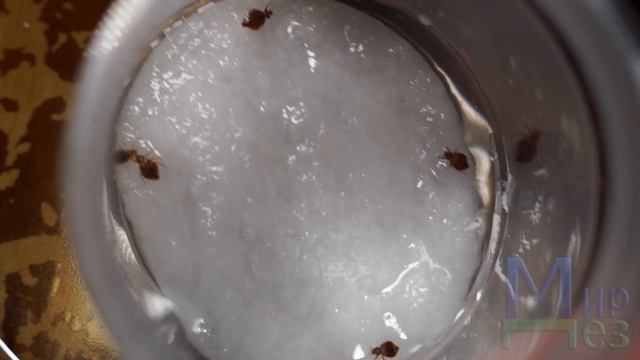 Перекись водорода в борьбе с клопами смотреть онлайн