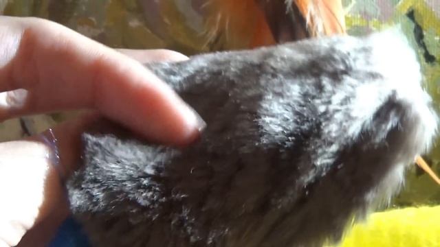 LynxPrize #2 | НОВОГОДНЕЕ НАСТРОЕНИЕ В МАРТЕ??!! смотреть онлайн