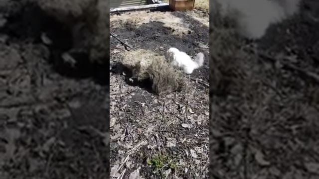 Невская маскарадная. Кошки радуются весне. смотреть онлайн