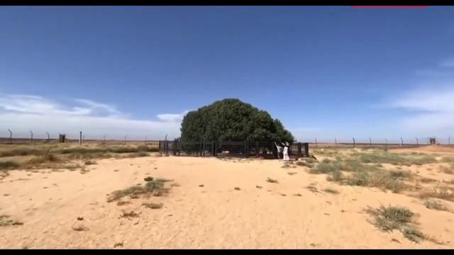 ДЕРЕВО ПОД КОТОРЫМ ОТДОХНУЛ ПРОРОК МУХАММАД (с.а.в) УЖЕ 1500 лет ЗЕЛЁНЫЙ СРЕДИ ПУСТЫНИ смотреть онлайн