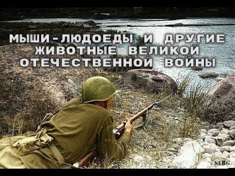 Мыши-людоеды и другие животные Великой Отечественной войны смотреть онлайн