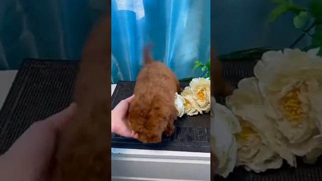 Щенок пуделя - милашка смотреть онлайн