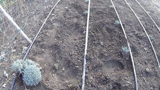 ГВОЗДИКА САДОВАЯ (БОРДЮРНАЯ) , МНОГОЛЕТНЯЯ - РАЗВЕДЕНИЕ. (Часть 1) смотреть онлайн