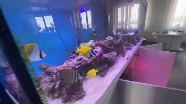 Добавил ChemiClean 2гр на свои 1200л воды от водорослей красных и чёрных в морском аквариуме. смотреть онлайн