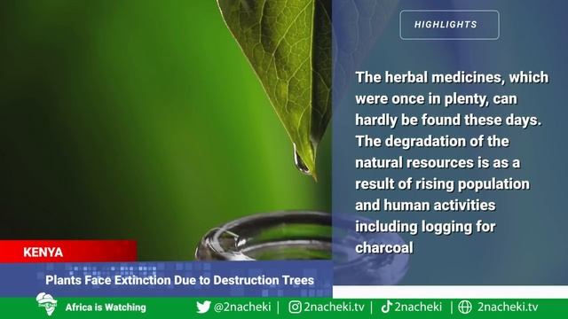 Africa's Herbal Plants Face Extinction,Algeria Bans Export of Its Food, Another Cyclone Hits Africa смотреть онлайн