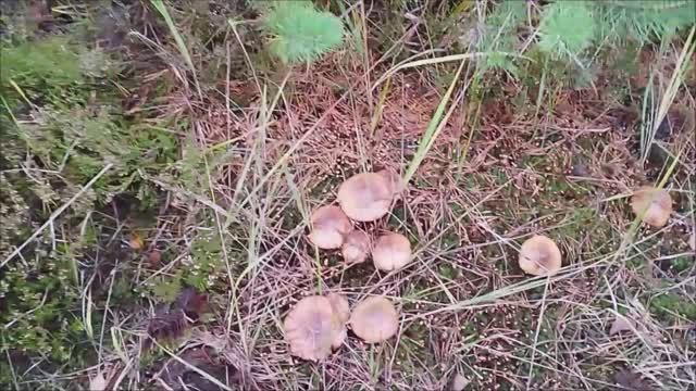 Трудовая тихая охота. За грибами после выходных. смотреть онлайн