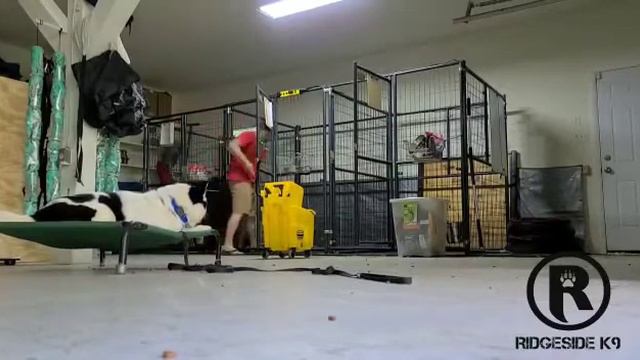 Morning Kennel Routine with a Husky and Trainer Tommy смотреть онлайн