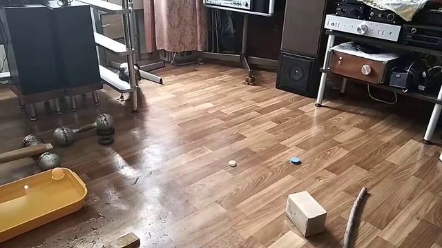Птенец вороны - подпрыгивания смотреть онлайн