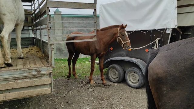 Чечня рынок Лошадей Курчалой.10.04.21г
Chechnya horse market смотреть онлайн