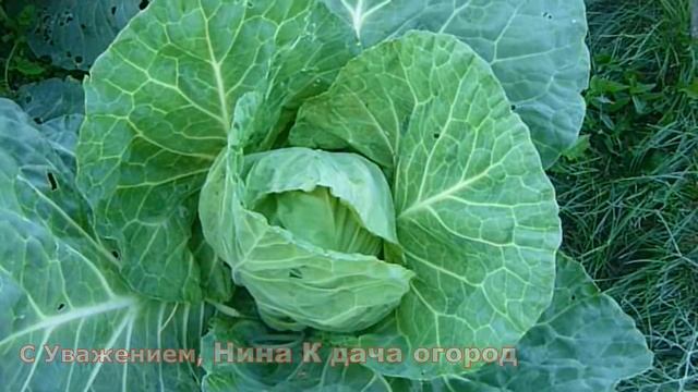 ОПРЫСКИВАЮ ОТ ГУСЕНИЦ И ТЛИ НА КАПУСТЕ! Народный метод борьбы с тлей, гусеницами на капусте смотреть онлайн