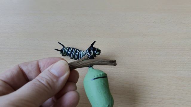 Как появляются бабочки смотреть онлайн