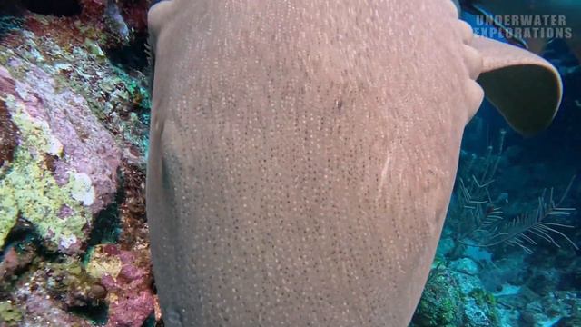 UNBELIEVABLE. We found a Shark Sleeping and THIS happened 😳 !! смотреть онлайн