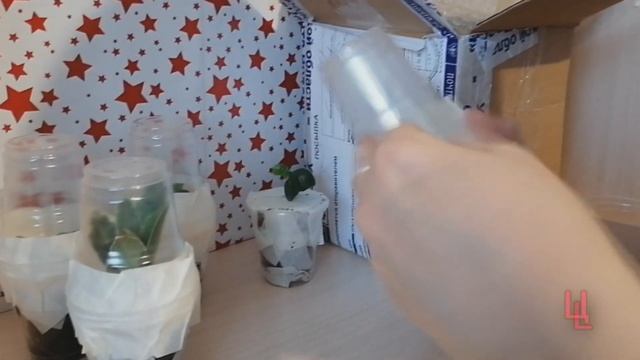 распаковка посылки с фикусами | фикусы почтой | пополнение коллекции смотреть онлайн