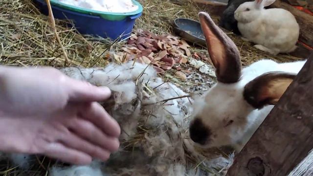 Супер крольчиха. Двухнедельные кролики.