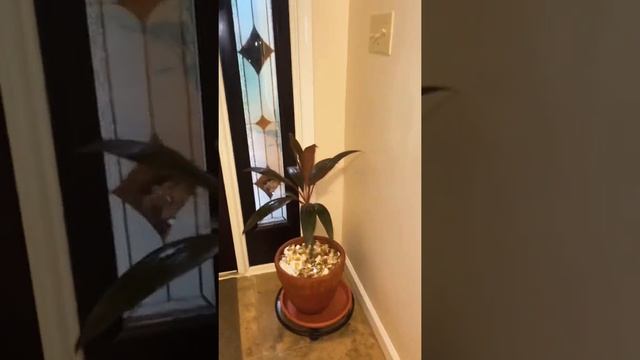 Great indoor plant “Dracaena Cordyline” смотреть онлайн
