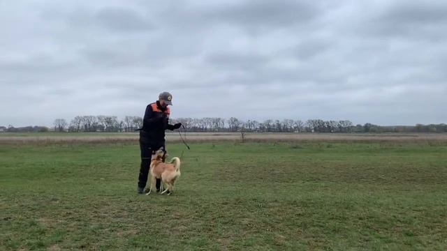 Belgian malinois puppy training. Guru iz Gratsiano. 6 months. смотреть онлайн