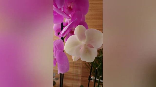 Вышла за хлебушком - орхидеи из маркета 🛒orchids supermarket смотреть онлайн