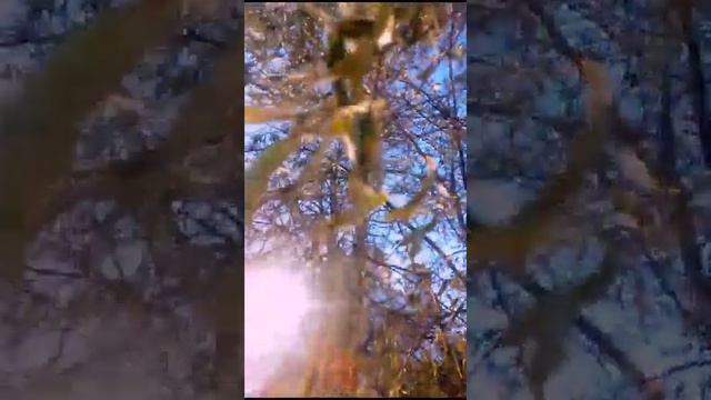 Свет и солнце , очень красиво 🍁 смотреть онлайн