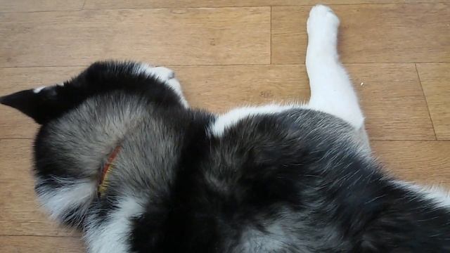 Собака ХАСКИ | 2 года | Спит и хрюкает.