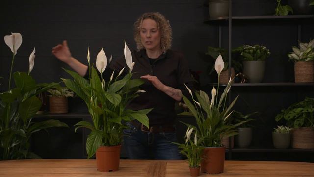 Alles over de Spathiphyllum - Lepelplant | TUINPLEZIER смотреть онлайн