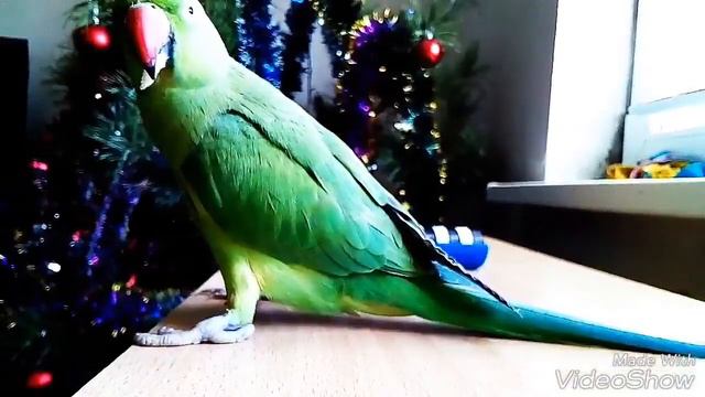 Ожереловый попугай. ХУЛИГАН. смотреть онлайн