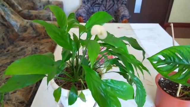 Indoor flowers/Комнатные цветы - обзор растений смотреть онлайн