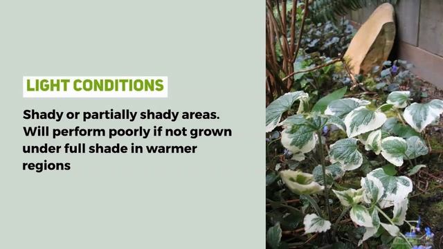 Brunnera macrophylla (Siberian bugloss) Growing Guide смотреть онлайн