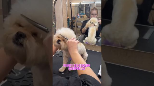 Стрижка и креативное окрашивание мальтипу Мишель🩷🎨💫 смотреть онлайн