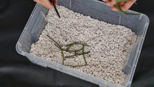 PROPAGATE WITH ME | monstera standleyana смотреть онлайн