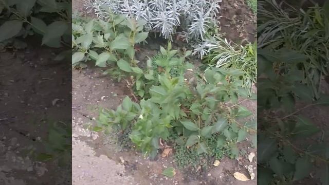 Пересадка эустомы с цветника в горшки. смотреть онлайн