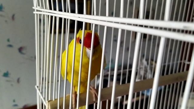 Какарик поет