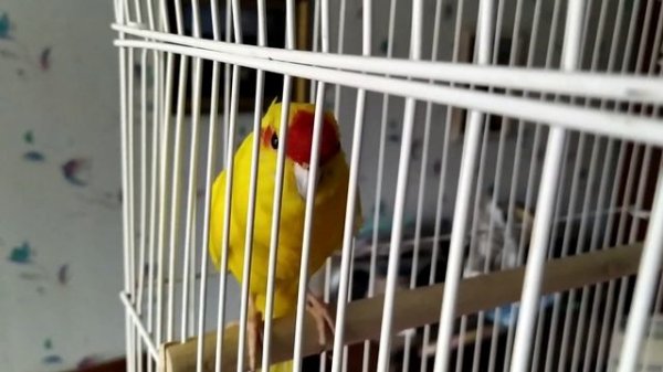 Какарик поет