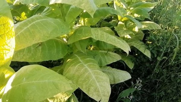 Сорт табака Ку-15