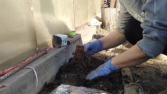 Лилейник VID 20230428 171014 смотреть онлайн