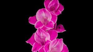 Анимация нейросеть4к цветы. Amazing Flowers! Relaxing Music.mp4