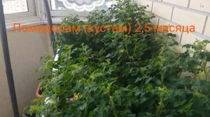 Томаты от семян до плодов. Желтые карликовые Чери на балконе. Как вырастить помидоры в квартире?