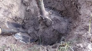 Как пересадить грецкий орех. Легко!)