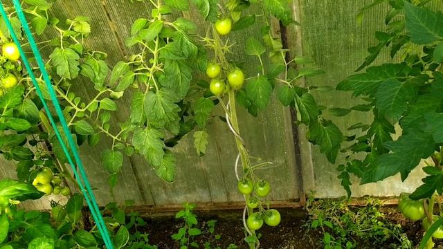 Если фитофтора уже пришла, срочно спасаем, медный купорос... смотреть онлайн