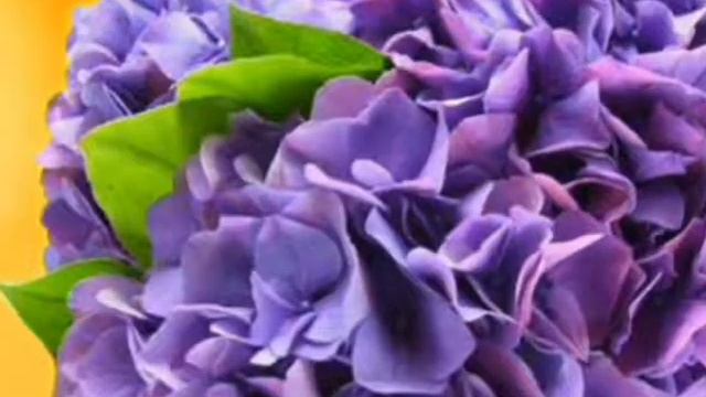 Какой твой цветок, по знаку зодиака!\\Red 2 смотреть онлайн