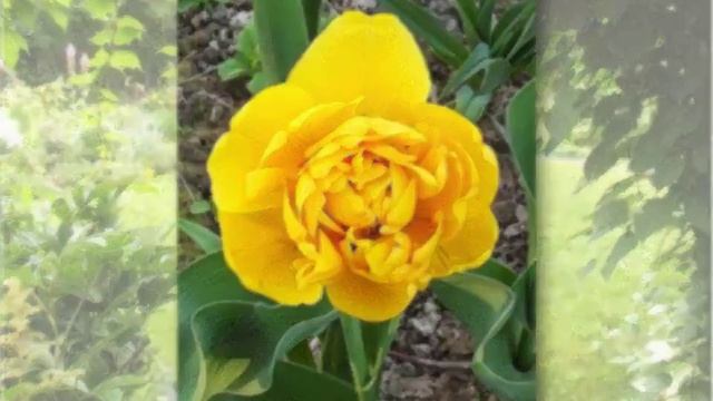 Тюльпаны на моей даче, 2013 г смотреть онлайн